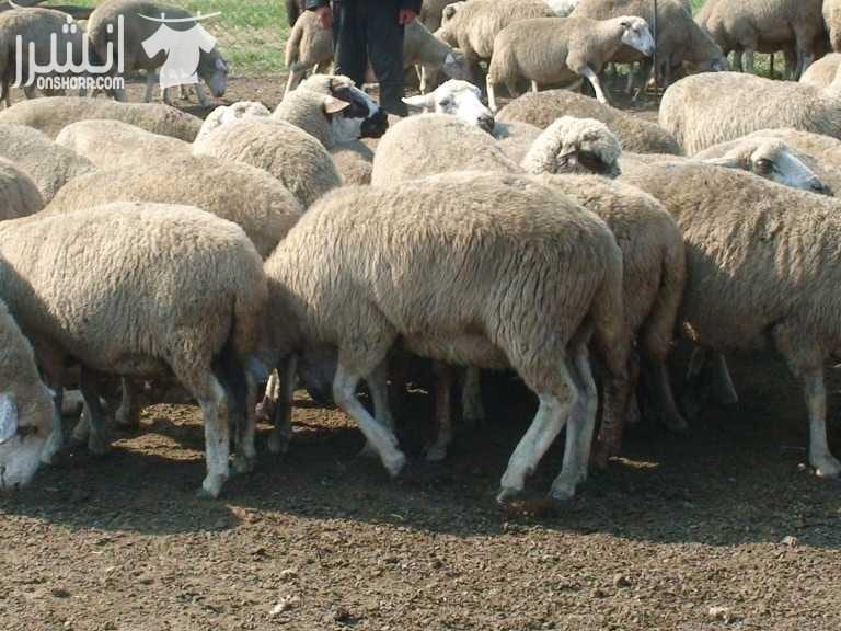 الأخوة الأعزاء الراغبين بشراء اغنام وعجول من اوكرانيا بأسعار تنافسيه كما يوجد لدينا دجاج ذبح اسلامي الأوزان من 800غرام الى 2200غرام للاتصال 00380733333030واتساب موبايل