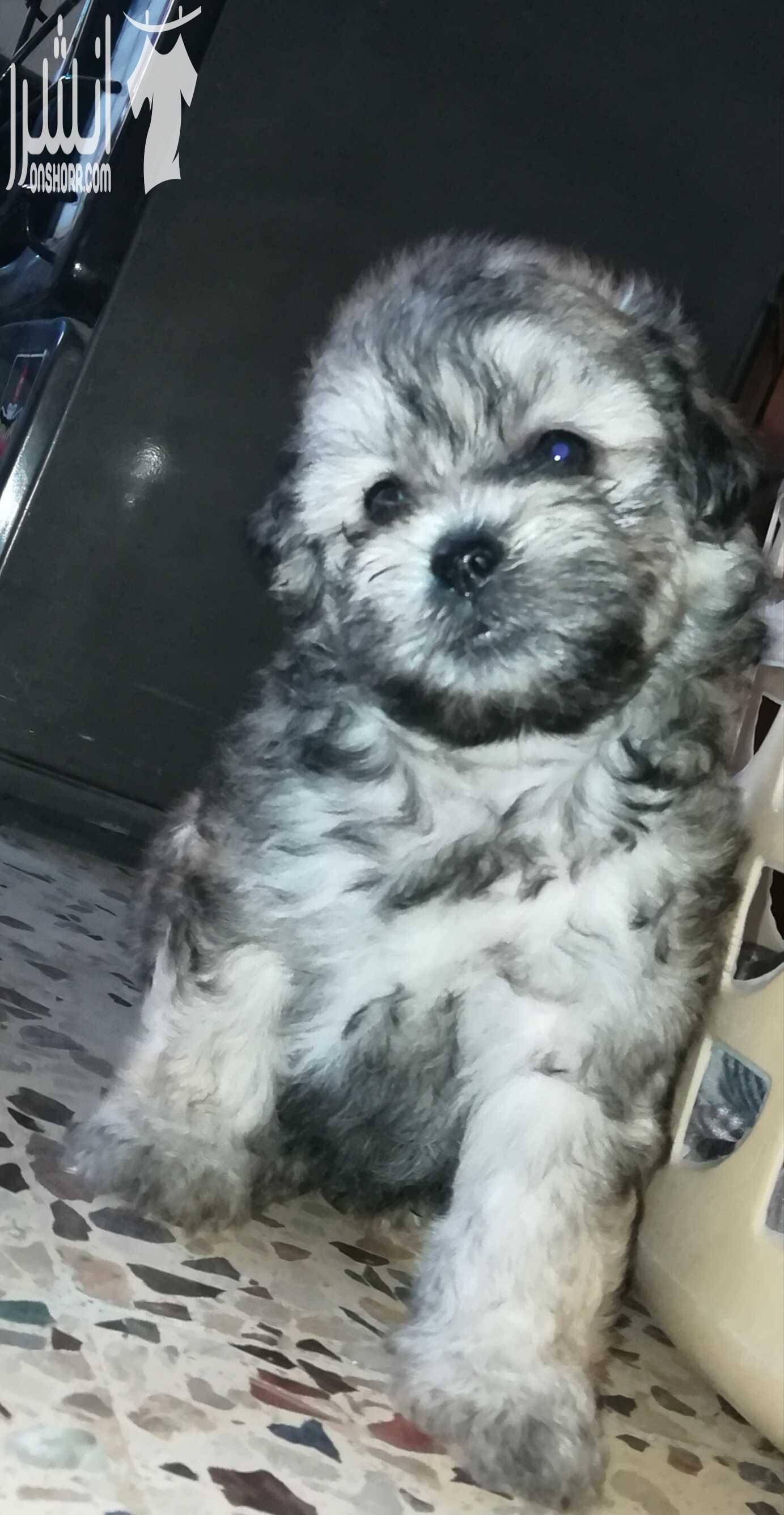 جراو فرنش تيرير بيور ( كلاب زينة صغيرة) للبيع بسعر مغري .. Pure French terrier puppies for sale with good price - العمر شهرين - يوجد ذكور و إناث - صحة و نظافة - لعوبات جدا - توجد خدمة التوصيل إلى م...