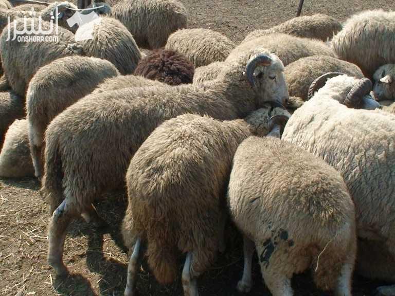 الأخوة الأعزاء الراغبين بشراء اغنام وعجول من اوكرانيا بأسعار تنافسيه كما يوجد لدينا دجاج ذبح اسلامي الأوزان من 800غرام الى 2200غرام للاتصال 00380733333030واتساب موبايل