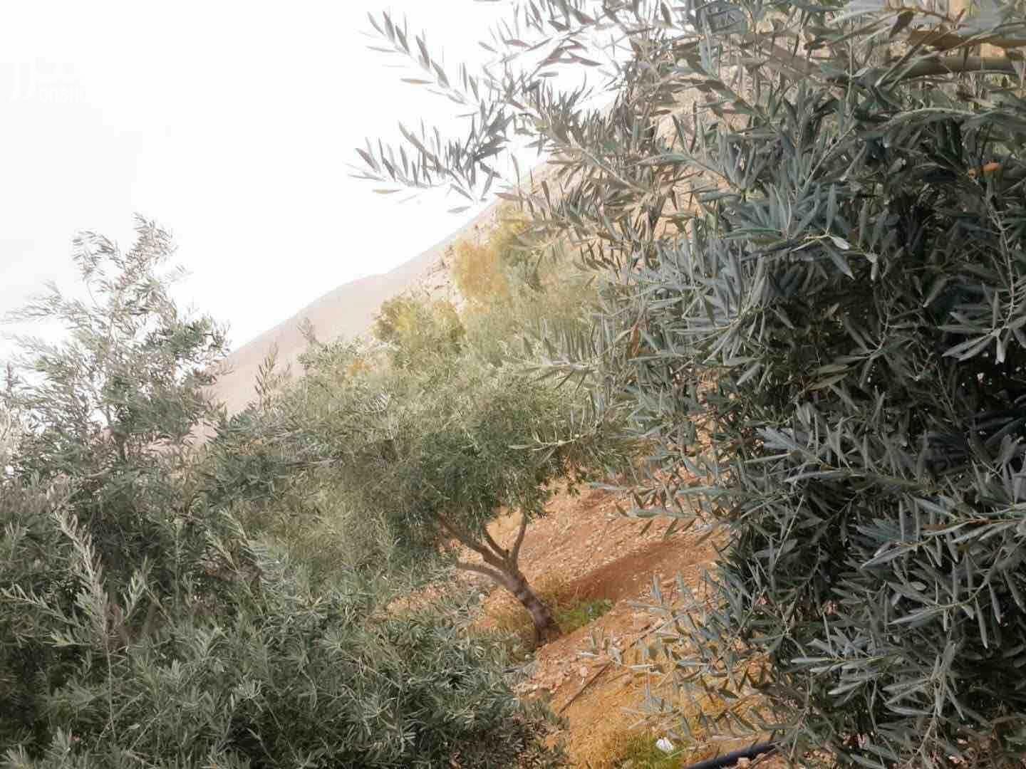 50 دونم قوشان مستقل في الاردن شارع ال100 تابعة لاراضي شرق عمان منطقة وادي العش حي جدول الاحياء للبيع مطلة وتبعد عن شارع ال 100 تقريبا 1000 متر ويوجد فيها شجر زيتون مثمر المنطقة جميلة ومخدومة البيع كا...