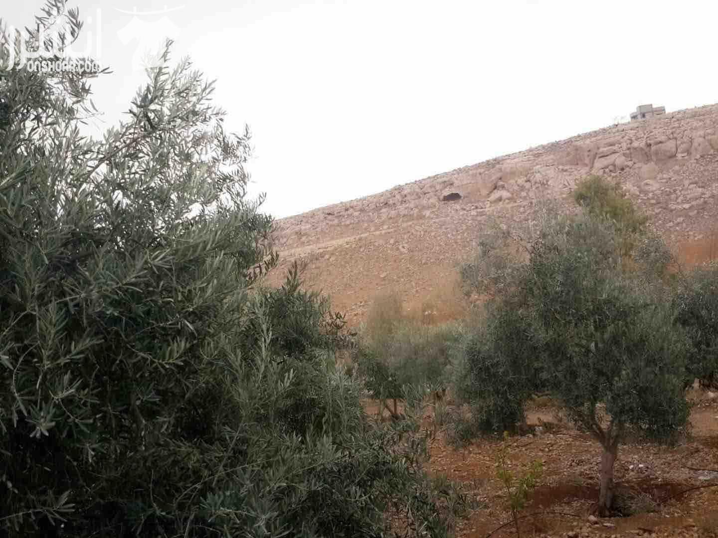 50 دونم قوشان مستقل في الاردن شارع ال100 تابعة لاراضي شرق عمان منطقة وادي العش حي جدول الاحياء للبيع مطلة وتبعد عن شارع ال 100 تقريبا 1000 متر ويوجد فيها شجر زيتون مثمر المنطقة جميلة ومخدومة البيع كا...