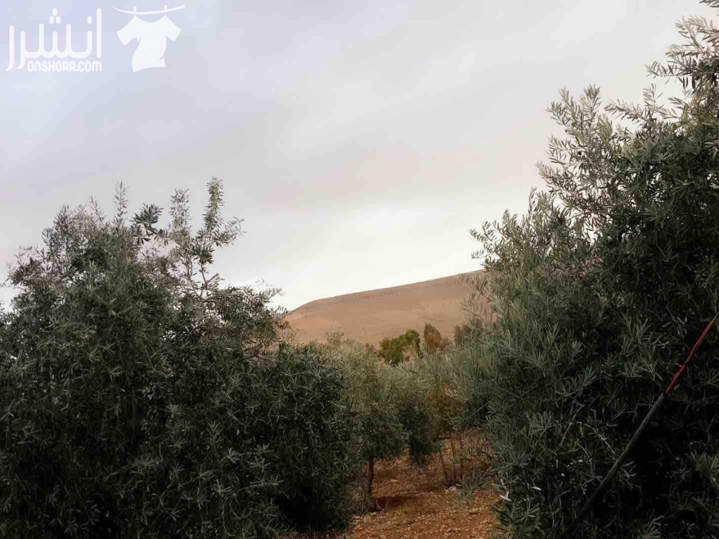 50 دونم قوشان مستقل في الاردن شارع ال100 تابعة لاراضي شرق عمان منطقة وادي العش حي جدول الاحياء للبيع مطلة وتبعد عن شارع ال 100 تقريبا 1000 متر ويوجد فيها شجر زيتون مثمر المنطقة جميلة ومخدومة البيع كا...