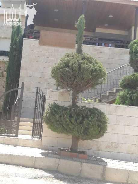 بيت مستقل يتكون من طابقين الارض ٧١١م الطابق الاول ١٠٠م غرفة نوم كبيرة صالة مع مطبخ امريكى وحمام ط ٢ ٢٥٠م مع الترس ٣نوم ١ماستر ٣حمامات صالة وصالون مطبخ مع جلسة فاير بليس حديقة مطبخ كبيرة حدائق امامي...