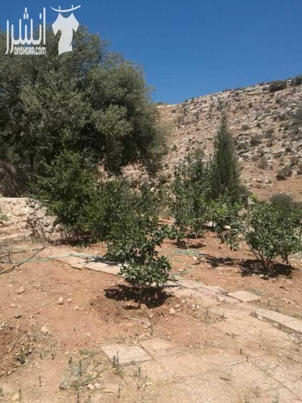 مزرعه للبيع وادي السلط نبع حريز مساحه 2650م...مسبح10×5 بيت 140م تشطيب ديلوكس.. حمام خارجي مع شاور.. مزروعه عمر الشجر8سنوات.. كوشان منفصل.. للاستفسار 00962792390050