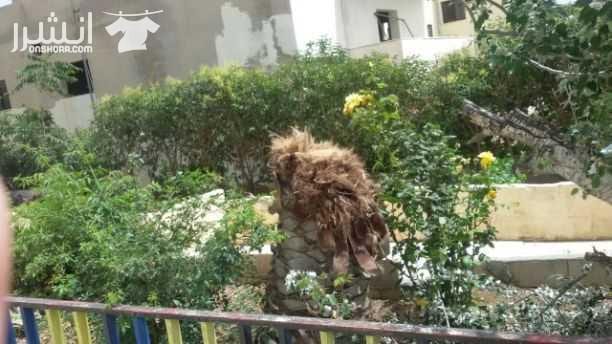 بيت للبيع
المنطقه بين مرج الحمام وناعور
قرب مدرسة دير الاتين
حوض أم عريجات
التفاصيل
مساحه الأرض 1 دنم
مساحه البناء الأرضي 150 متر مربع
مساحة الطابق الثاني 240 متر مربع
منطقه هادئه جدا مريحه مط...