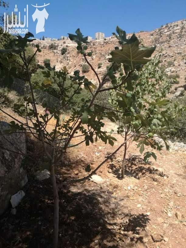 مزرعه للبيع وادي السلط نبع حريز مساحه 2650م...مسبح10×5 بيت 140م تشطيب ديلوكس.. حمام خارجي مع شاور.. مزروعه عمر الشجر8سنوات.. كوشان منفصل.. للاستفسار 00962792390050