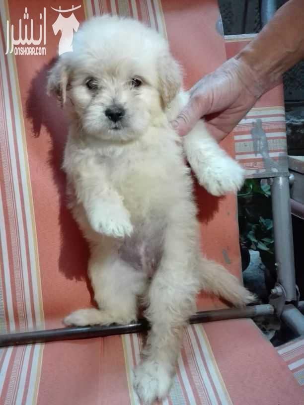 ❤بسم الله ما شاء الله❤ "جرو فرنش تيرير للبيع .. French terrier puppies for sale " - العمر شهرين - صحة نظافة - لعوب - للاستفسار يرجى الاتصال أو إرسال رسالة واتساب على الرقم : 0770673675 -...