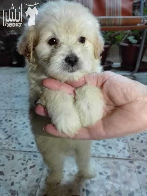 ❤بسم الله ما شاء الله❤ "جرو فرنش تيرير للبيع .. French terrier puppies for sale " - العمر شهرين - صحة نظافة - لعوب - للاستفسار يرجى الاتصال أو إرسال رسالة واتساب على الرقم : 0770673675 -...