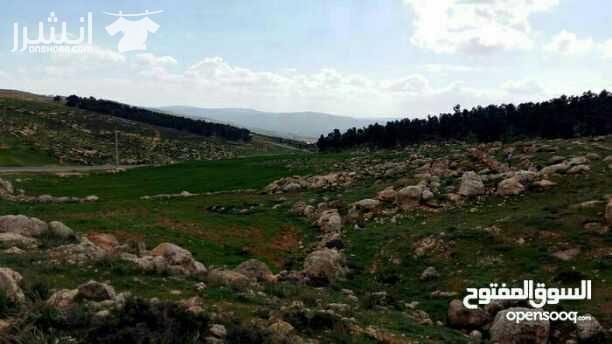 قطعه ارض في جرش ، افراز جديد، مساحة 3876 م2 واجهة القطعه على اتوستراد جرش الزرقاء ، تبعد 2 كم عن شارع جرش عمان ، تبعد 4 كم عن وسط جرش التجاري مقابل بئر الماء التابع لادارة مياه جرش والواقع قبل مثل...