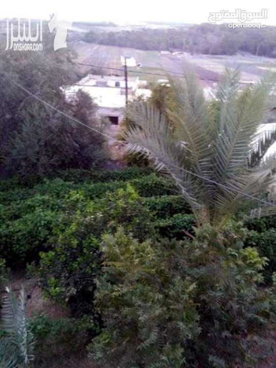 ارض للبيع مساحتها ٢ دونم موقها في وادي الريان قريب الشارع الرئيسي وملاصق للقناة الغور ( حارة بلاش ) .. يوخد فيها اشجار مثمرة كالزيتون والليمون والبرتقال والبوملي والمندلينا والكريفوت والتين والصبر ورم...