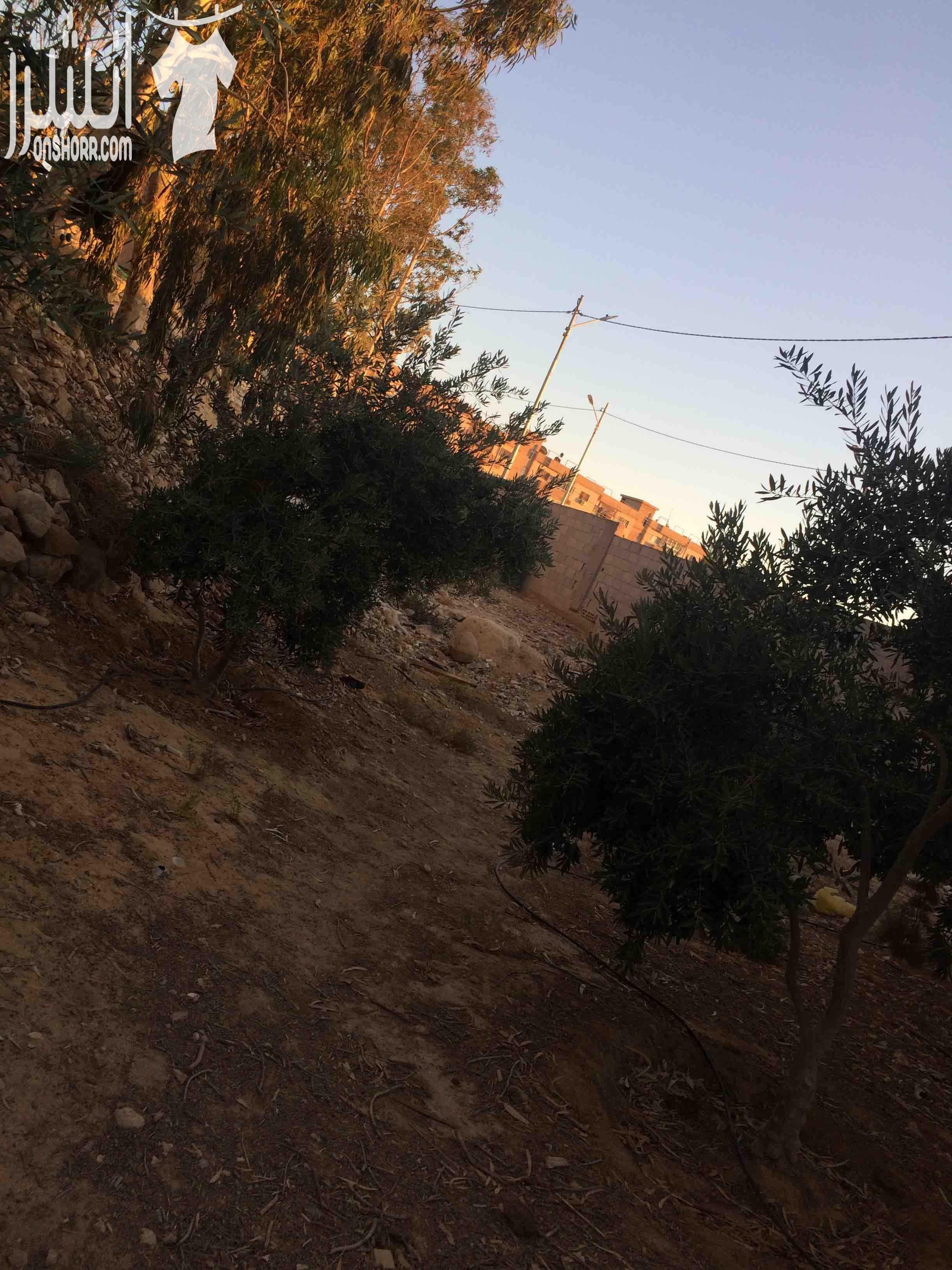 فيلا مستقله للبيع الفيلا تحتوي على ثلاثة بيوت مساحة البيت الواحد ١٠٠متر ومساحة الارض ٤دنمات مزروعة بأشجار مثمره من مختلف الأنواع وعدد الأشجار ٢٠٠شجره ويحتوي بركة سباحة وشلال ماء وأربع برندات وكراج للس...