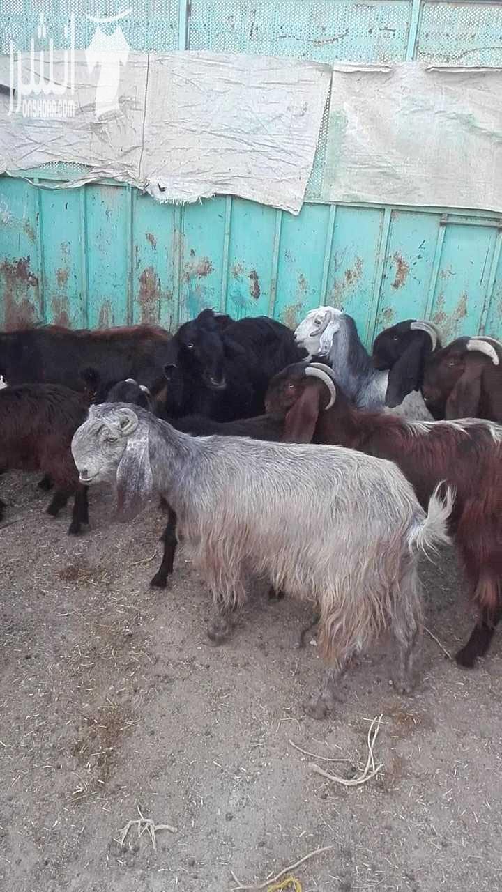 15 عنز سن صغير