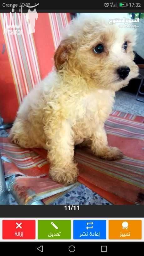 جرو فرنش تيرير أنثى للبيع .. French terrier puppy for sale - الجنس : أنثى . - العمر : 3 أشهر . - صحة و نظافة . - لعوب جدا و مناسب جدا للأطفال . - للأستفسار يرجى التواصل او المراسلة عبر الواتساب على...