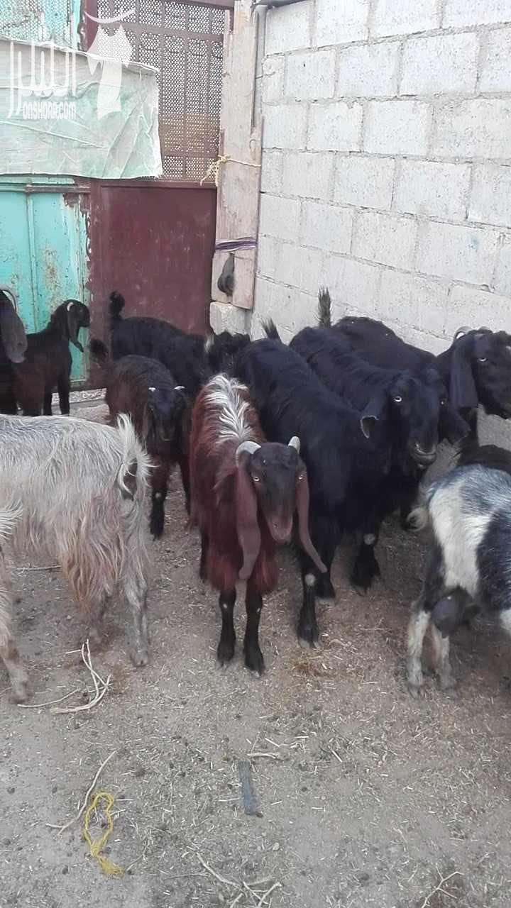 15 عنز سن صغير