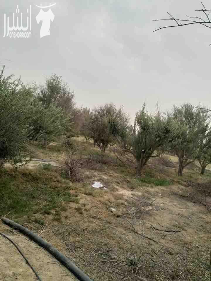 مزرعة للبيع ١٧ دونم مزروعة زيتون ، بئر ارتوازي مرخص خدمة كهرباء وماء ، غرفة للحارس للاستفسار ٠٧٧٦٥٣١٦١٦