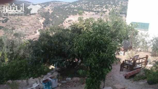 دار تتكون من طابقين ومساحه الارض دونم 1750 متر وبئر ماء جديتا ابو العبهر للجادين فقط الرجاء التواصل على الرقم الاتي(0777547764)