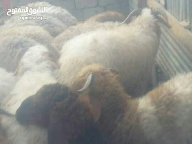 السلام عليكم ورحمه الله وبركاته
عقائق خرفان بلدي أسنان اللبن تعليف نباتي درجة اولى ممتاز نخب اللحوم البلدية 👌
فقط ب ٣ دنانير الكغم قائم لأوزان من ال٥٠ الى٦٥كغم قائم
أوزان بال٤٠ وال٤٥ على ٣.٥٠ الكغم...