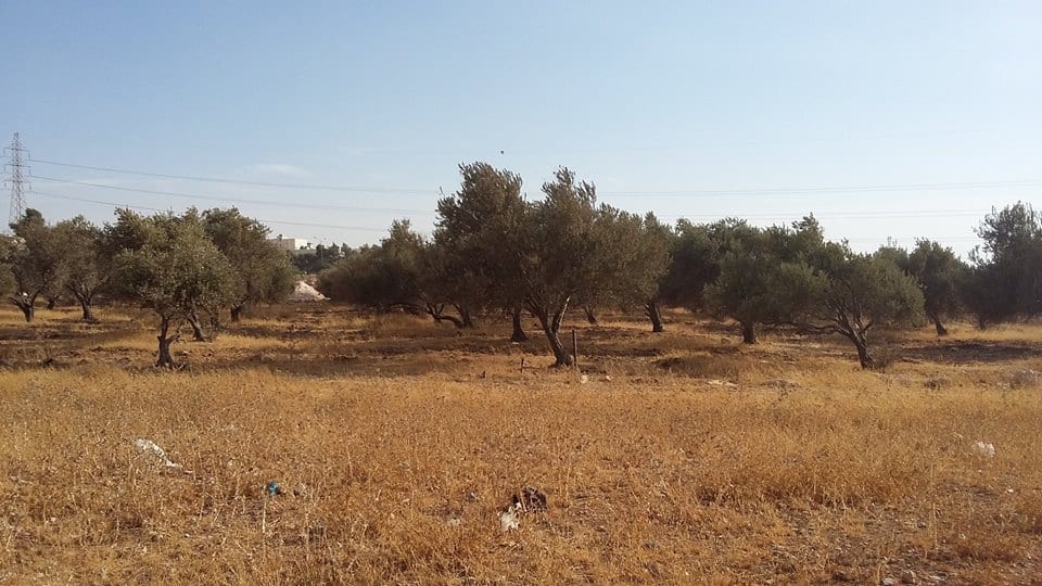 الأردن - عمان
ارض للبيع في الجويدة/ المستندات و ام زعرورة - قرب مسجد ابو بكر الصديق
القرية: الجويدة
حوض: المستندات و ام زعرورة
الموقع: المنطقة الواقعة مقابل نادي الرماية الملكي - قرب مسجد ابو بكر...