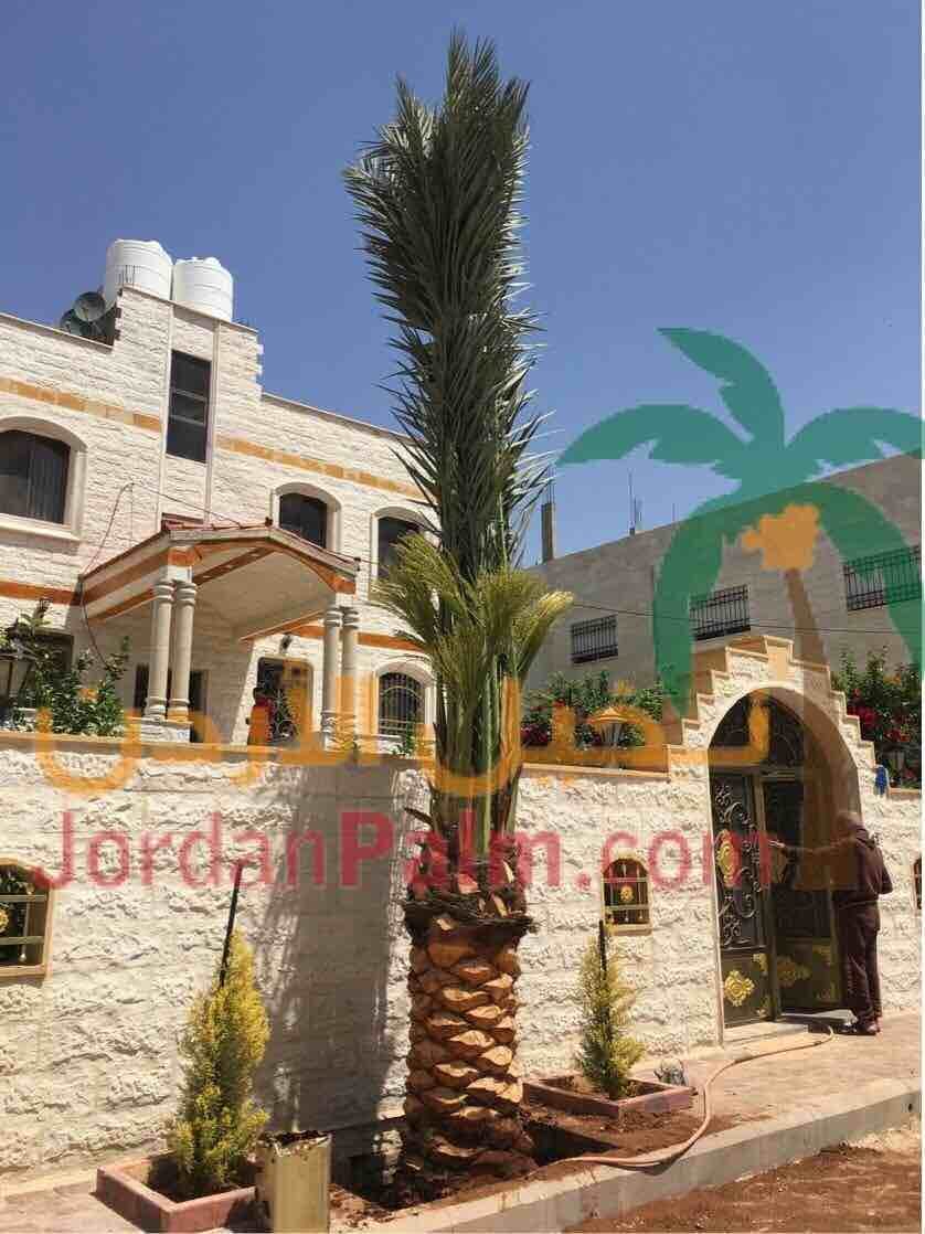 نخيل عملائنا الاعزاء عند اختياركم مؤسستنا لتولي مهام توريد وتنفيذ زراعة اشجار النخيل لغايات الزينة او الانتاج او لغايات تنسيقيه اخرى نحن بدورنا نضمن لكم جودة المنتج باشجار نخيل خالية من الافات الزراعي...