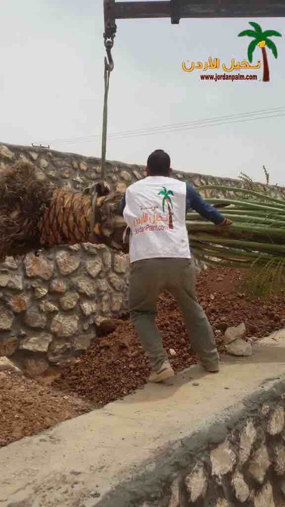 نخيل عملائنا الاعزاء عند اختياركم مؤسستنا لتولي مهام توريد وتنفيذ زراعة اشجار النخيل لغايات الزينة او الانتاج او لغايات تنسيقيه اخرى نحن بدورنا نضمن لكم جودة المنتج باشجار نخيل خالية من الافات الزراعي...