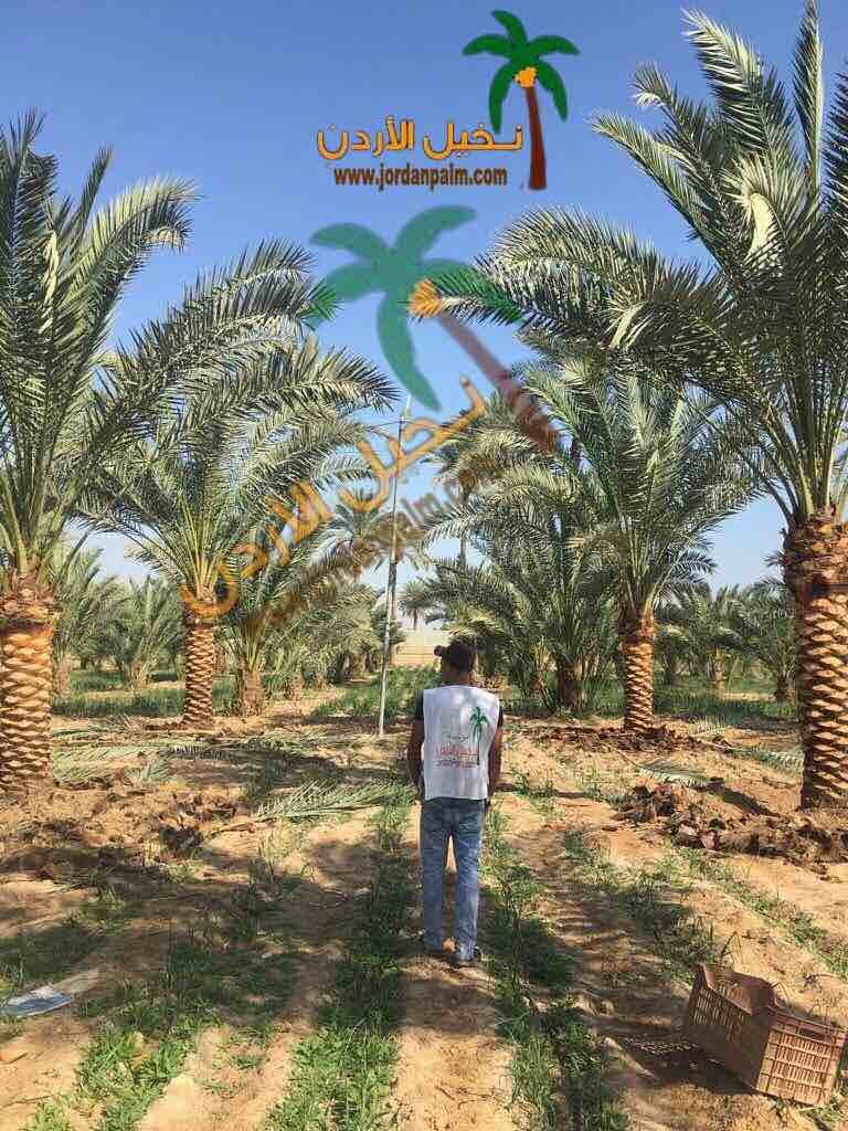 نخيل عملائنا الاعزاء عند اختياركم مؤسستنا لتولي مهام توريد وتنفيذ زراعة اشجار النخيل لغايات الزينة او الانتاج او لغايات تنسيقيه اخرى نحن بدورنا نضمن لكم جودة المنتج باشجار نخيل خالية من الافات الزراعي...