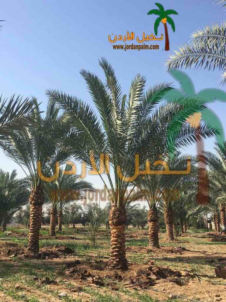 نخيل عملائنا الاعزاء عند اختياركم مؤسستنا لتولي مهام توريد وتنفيذ زراعة اشجار النخيل لغايات الزينة او الانتاج او لغايات تنسيقيه اخرى نحن بدورنا نضمن لكم جودة المنتج باشجار نخيل خالية من الافات الزراعي...