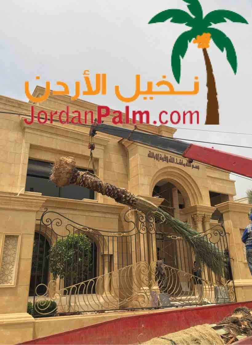 نخيل عملائنا الاعزاء عند اختياركم مؤسستنا لتولي مهام توريد وتنفيذ زراعة اشجار النخيل لغايات الزينة او الانتاج او لغايات تنسيقيه اخرى نحن بدورنا نضمن لكم جودة المنتج باشجار نخيل خالية من الافات الزراعي...