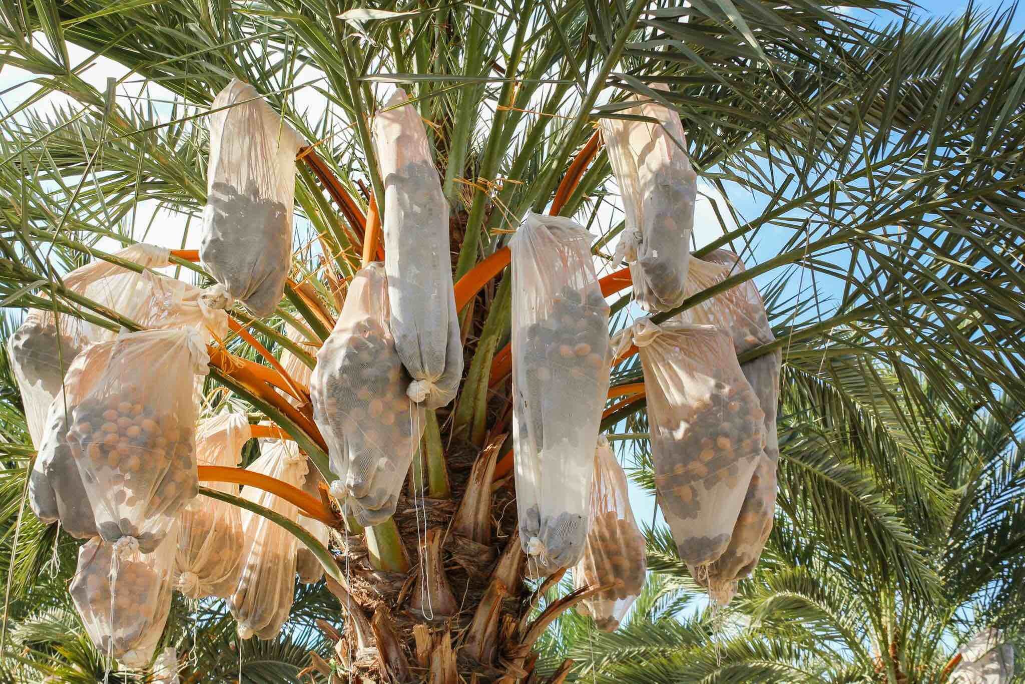 نخيل عملائنا الاعزاء عند اختياركم مؤسستنا لتولي مهام توريد وتنفيذ زراعة اشجار النخيل لغايات الزينة او الانتاج او لغايات تنسيقيه اخرى نحن بدورنا نضمن لكم جودة المنتج باشجار نخيل خالية من الافات الزراعي...