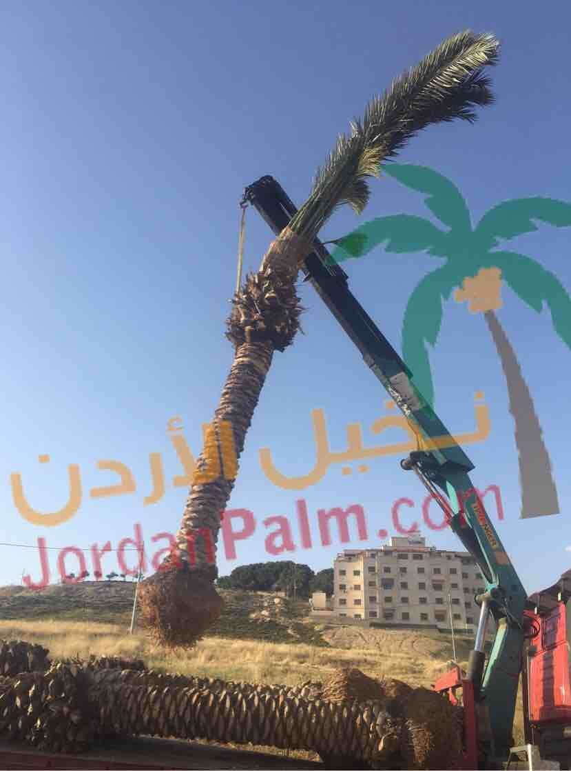 نخيل عملائنا الاعزاء عند اختياركم مؤسستنا لتولي مهام توريد وتنفيذ زراعة اشجار النخيل لغايات الزينة او الانتاج او لغايات تنسيقيه اخرى نحن بدورنا نضمن لكم جودة المنتج باشجار نخيل خالية من الافات الزراعي...