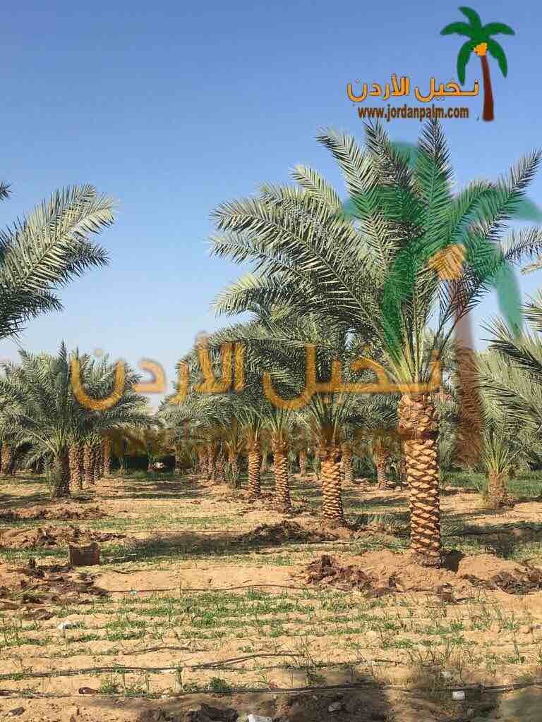 نخيل عملائنا الاعزاء عند اختياركم مؤسستنا لتولي مهام توريد وتنفيذ زراعة اشجار النخيل لغايات الزينة او الانتاج او لغايات تنسيقيه اخرى نحن بدورنا نضمن لكم جودة المنتج باشجار نخيل خالية من الافات الزراعي...