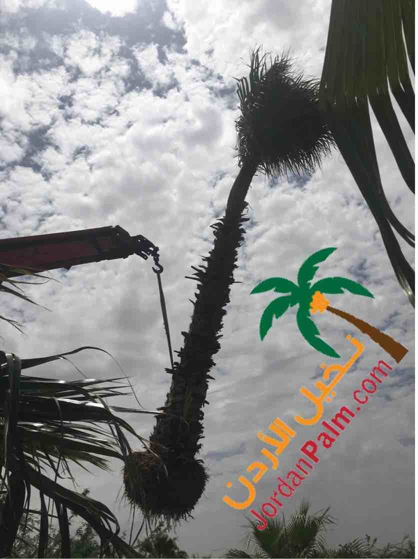 نخيل عملائنا الاعزاء عند اختياركم مؤسستنا لتولي مهام توريد وتنفيذ زراعة اشجار النخيل لغايات الزينة او الانتاج او لغايات تنسيقيه اخرى نحن بدورنا نضمن لكم جودة المنتج باشجار نخيل خالية من الافات الزراعي...