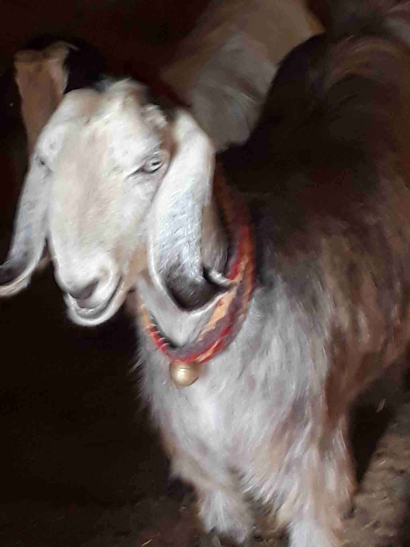 ثنيه كفاله حليب
لا تنسَ أنك شاهدت هذا الإعلان في عنكبوت
ثنيه كفاله حليب موجوده بالمفرق...