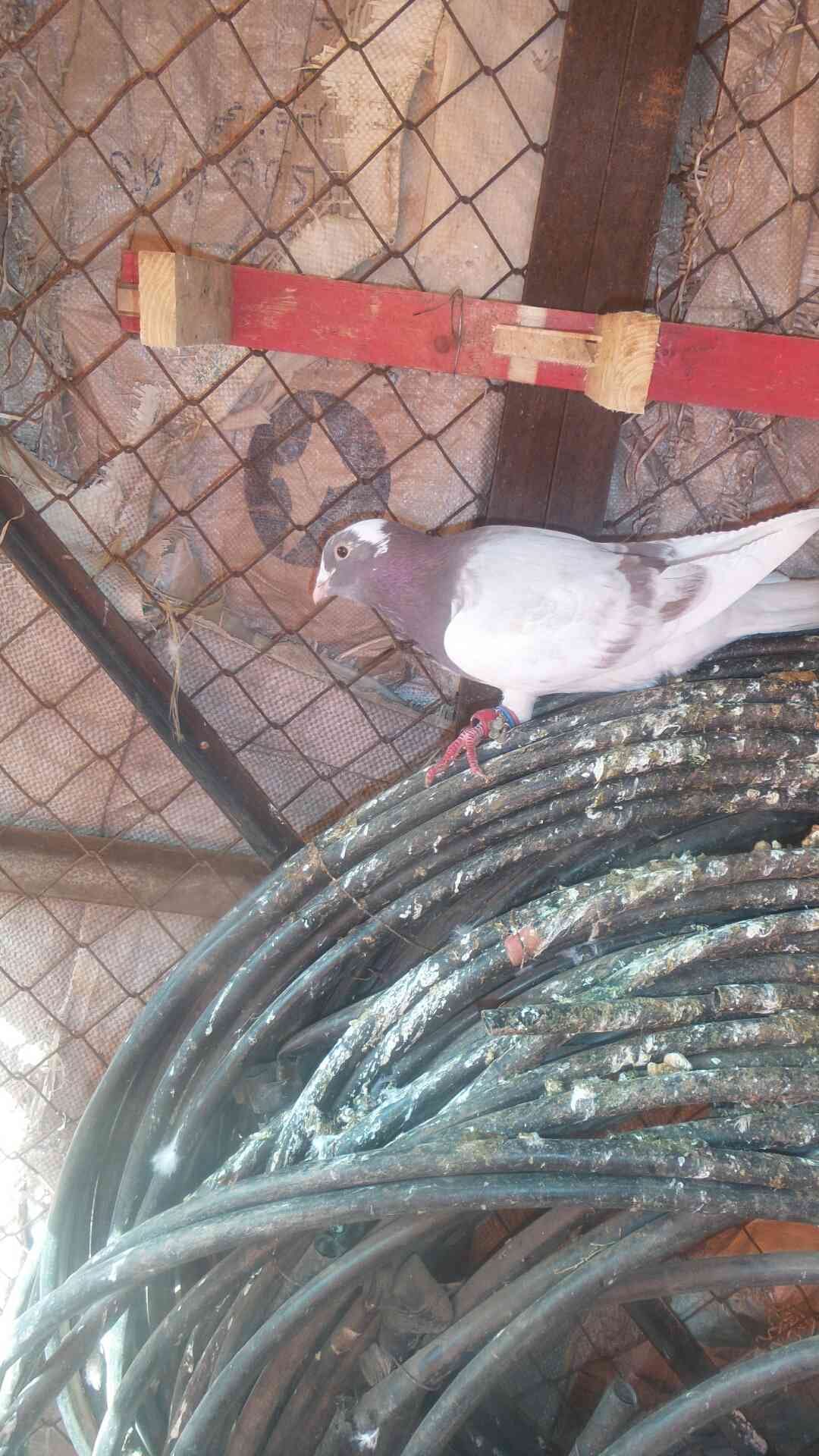 طيور حمام
لا تنسَ أنك شاهدت هذا الإعلان في عنكبوت
طايرات في جرش موجودات حالين في سيحان بعدسلط...
