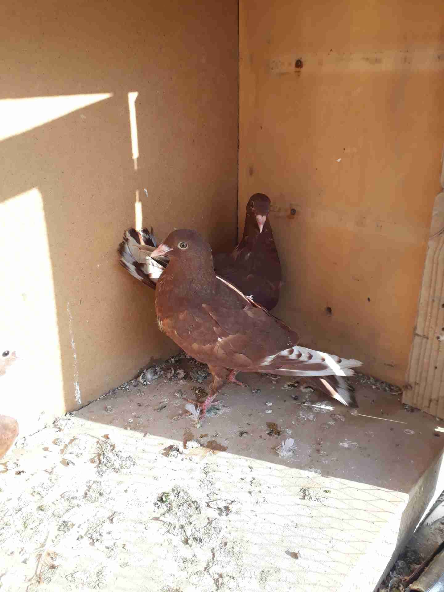 فراخ فطم جديد
لا تنسَ أنك شاهدت هذا الإعلان في عنكبوت
فرخين شكايله بزره شاميه
فرخين برابسه...