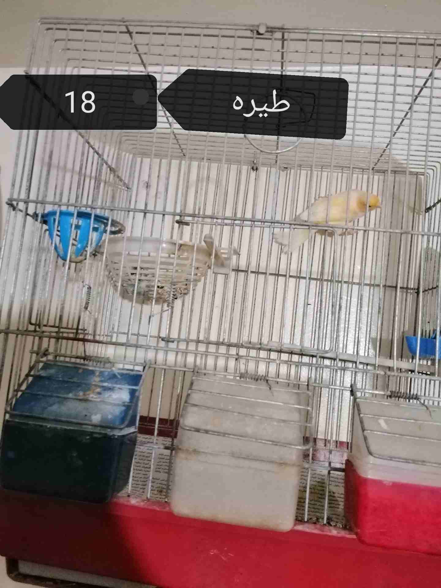 كنارات
لا تنسَ أنك شاهدت هذا الإعلان في عنكبوت
فحل ليموني في فتلت بضهرو بدو شهر ويجهز وفحل جزري ز...