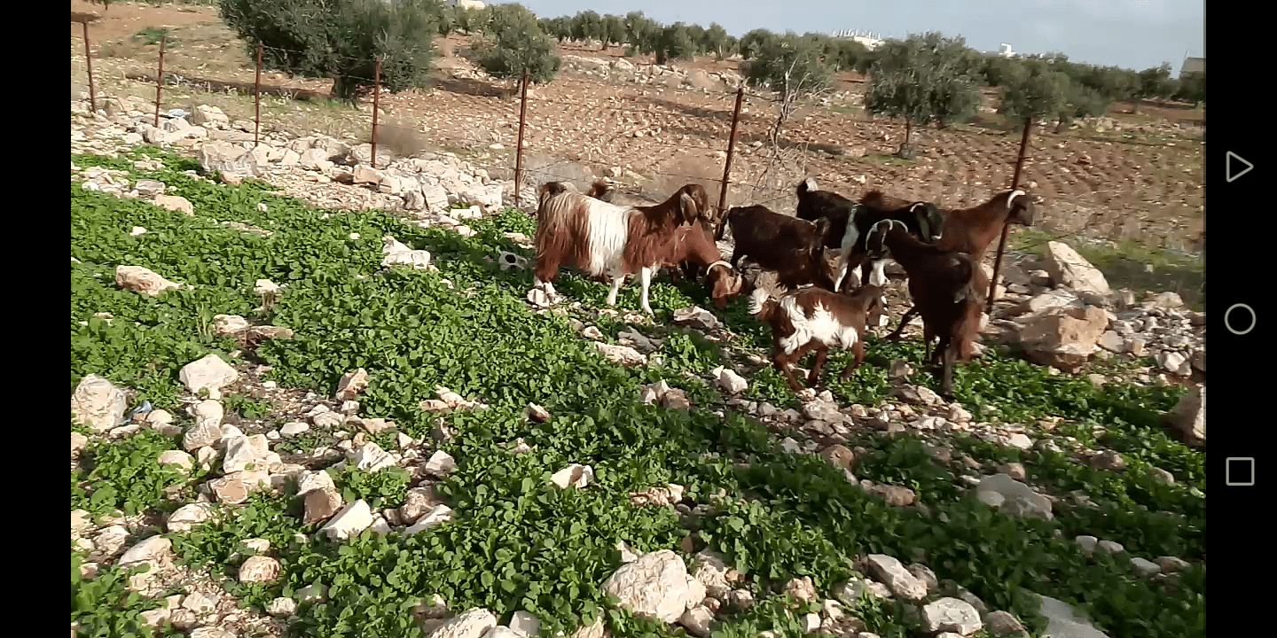 بسم الله الرحمن الرحيم 9 معز نخب مواليد عز المقنوه اذكر الله
لا تنسَ أنك شاهدت هذا الإعلان في عنكبوت...