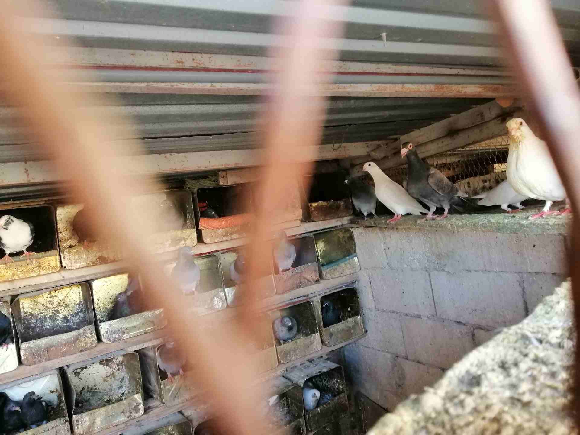 حمام للبيع عمان البنيات
لا تنسَ أنك شاهدت هذا الإعلان في عنكبوت
حمام بلدي عدد 20 زوج
حمام بولندي...