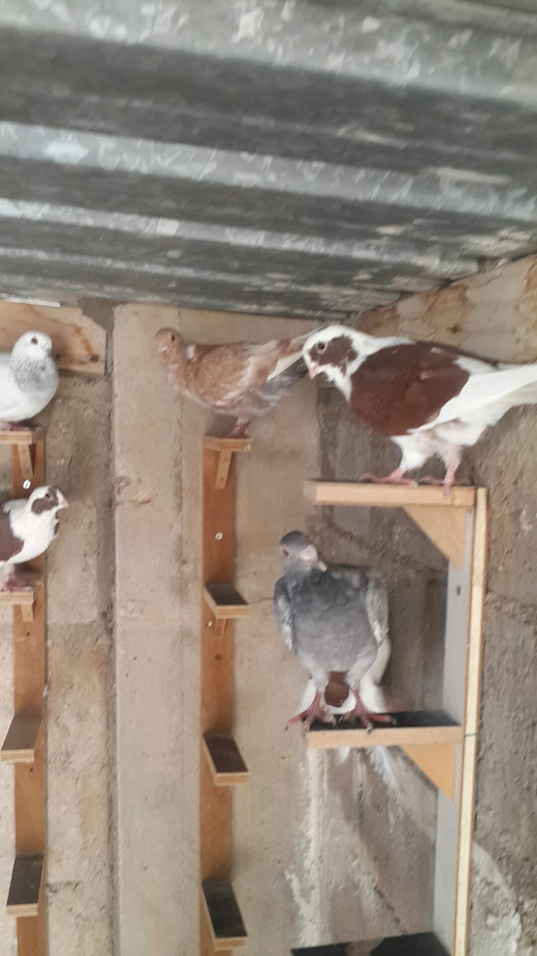 يوجد كوم فراخ انواع فطم جديد واشي بواقي ألوان لا اتابع الرسائل 0796513536 على ال
لا تنسَ أنك شاهدت هذا الإعلان في عنكبوت
07965...