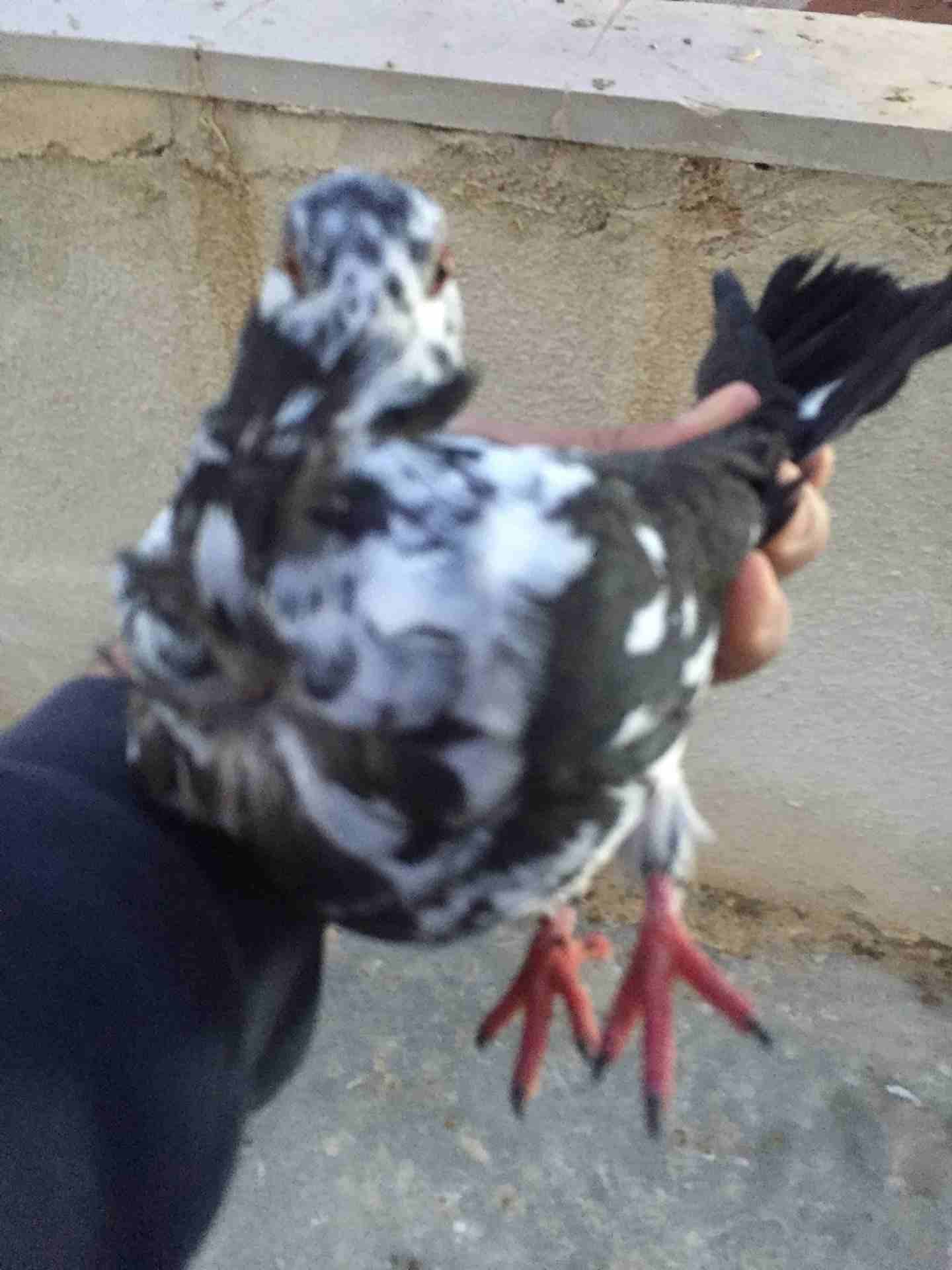 طيره ذبانيه كشاكي نخب
لا تنسَ أنك شاهدت هذا الإعلان في عنكبوت
طيره ذبانيه كشاكي نخب موجوده في سحا...