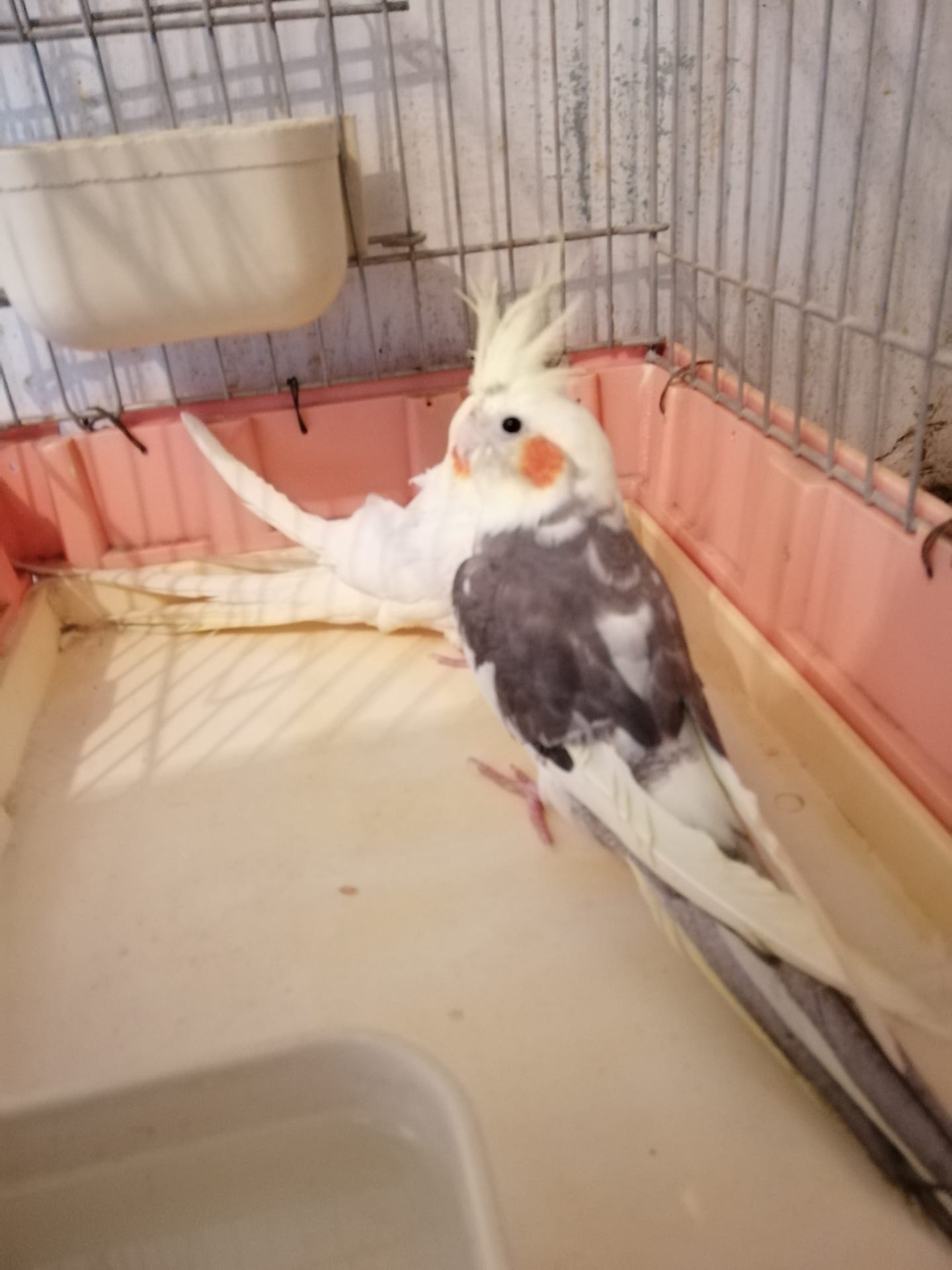 عمان جامعه الاسراء
لا تنسَ أنك شاهدت هذا الإعلان في عنكبوت
80 دينار عرض مغري 0797126553...