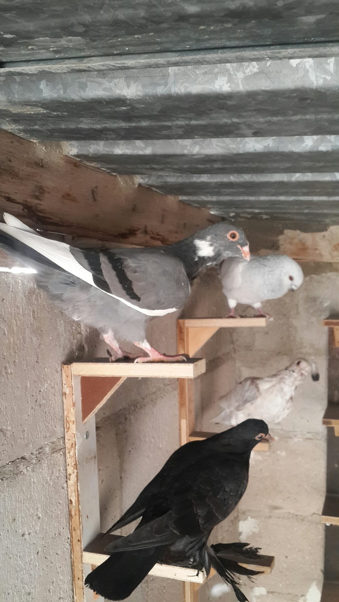 يوجد كوم فراخ انواع فطم جديد واشي بواقي ألوان لا اتابع الرسائل 0796513536 على ال
لا تنسَ أنك شاهدت هذا الإعلان في عنكبوت
07965...