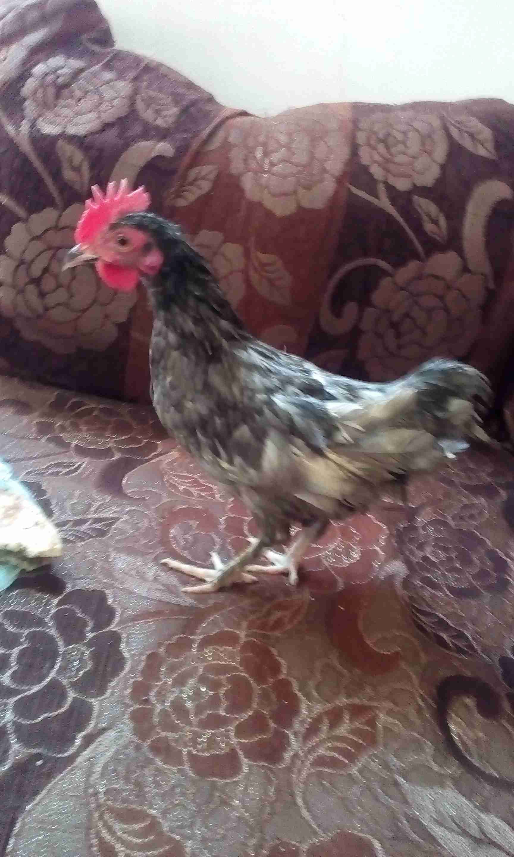 ديوك فراخ عدد اربعه عمر ست شهور
لا تنسَ أنك شاهدت هذا الإعلان في عنكبوت
بسعر...