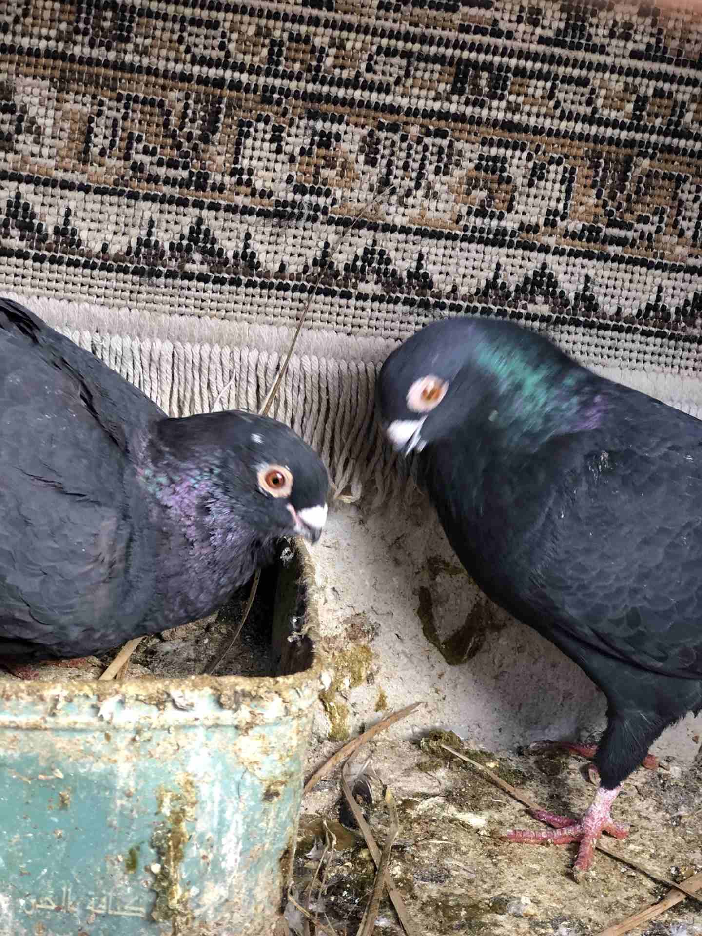 7 جواز شغاله للبيع بداعي الطفر بسعر الفجل اببلاش
لا تنسَ أنك شاهدت هذا الإعلان في عنكبوت
جوزين عم...