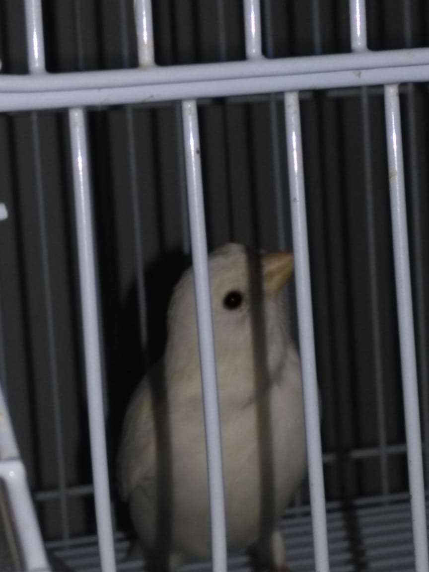 السلام عليكم فحل كنار ابيض ابو فراخ حبه بصلاة على النبي اللبيع
لا تنسَ أنك شاهدت هذا الإعلان في عنكبوت...