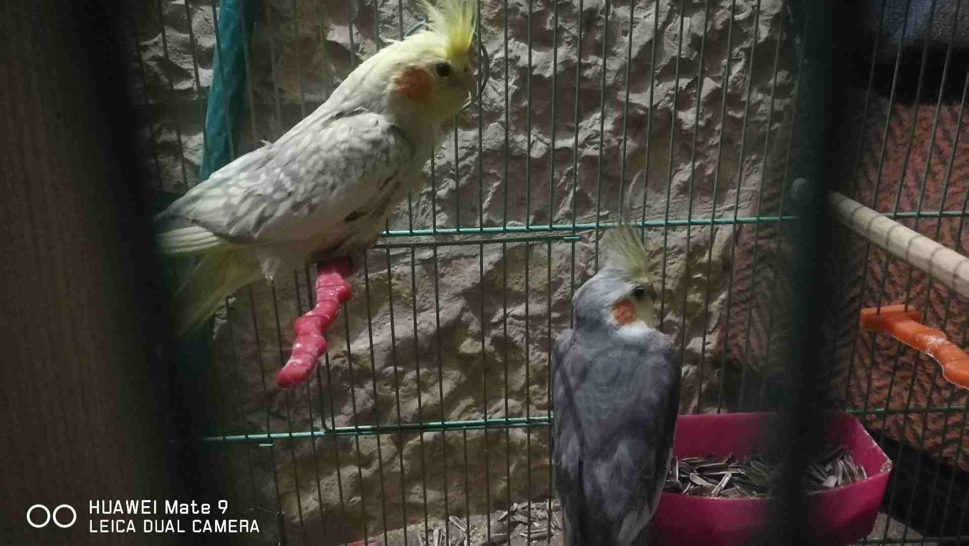 الزرقاء
لا تنسَ أنك شاهدت هذا الإعلان في عنكبوت
جوز كوكتيل للبدل على هاتف...