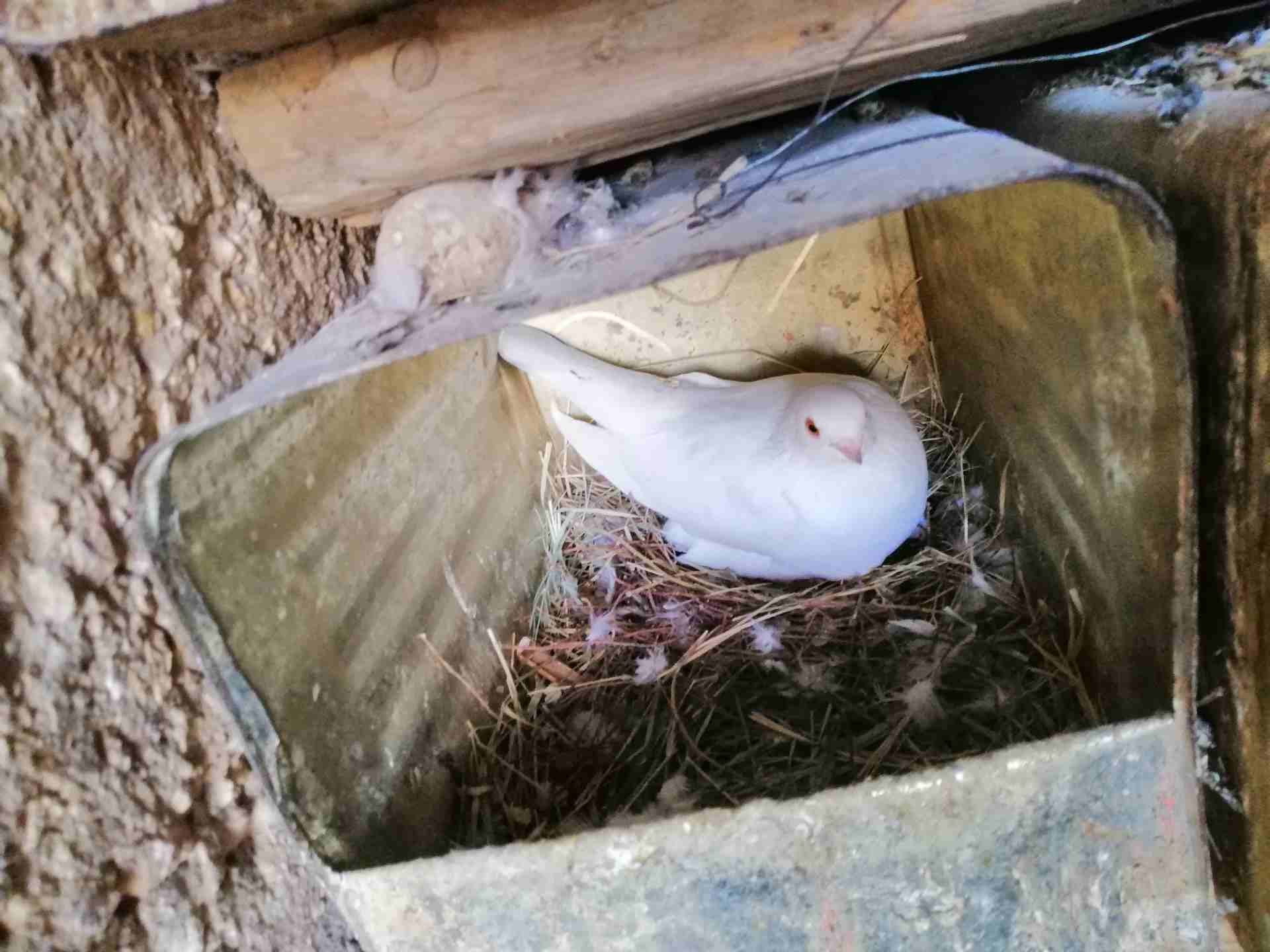 حمام للبيع عمان البنيات
لا تنسَ أنك شاهدت هذا الإعلان في عنكبوت
حمام بلدي عدد 20 زوج
حمام بولندي...