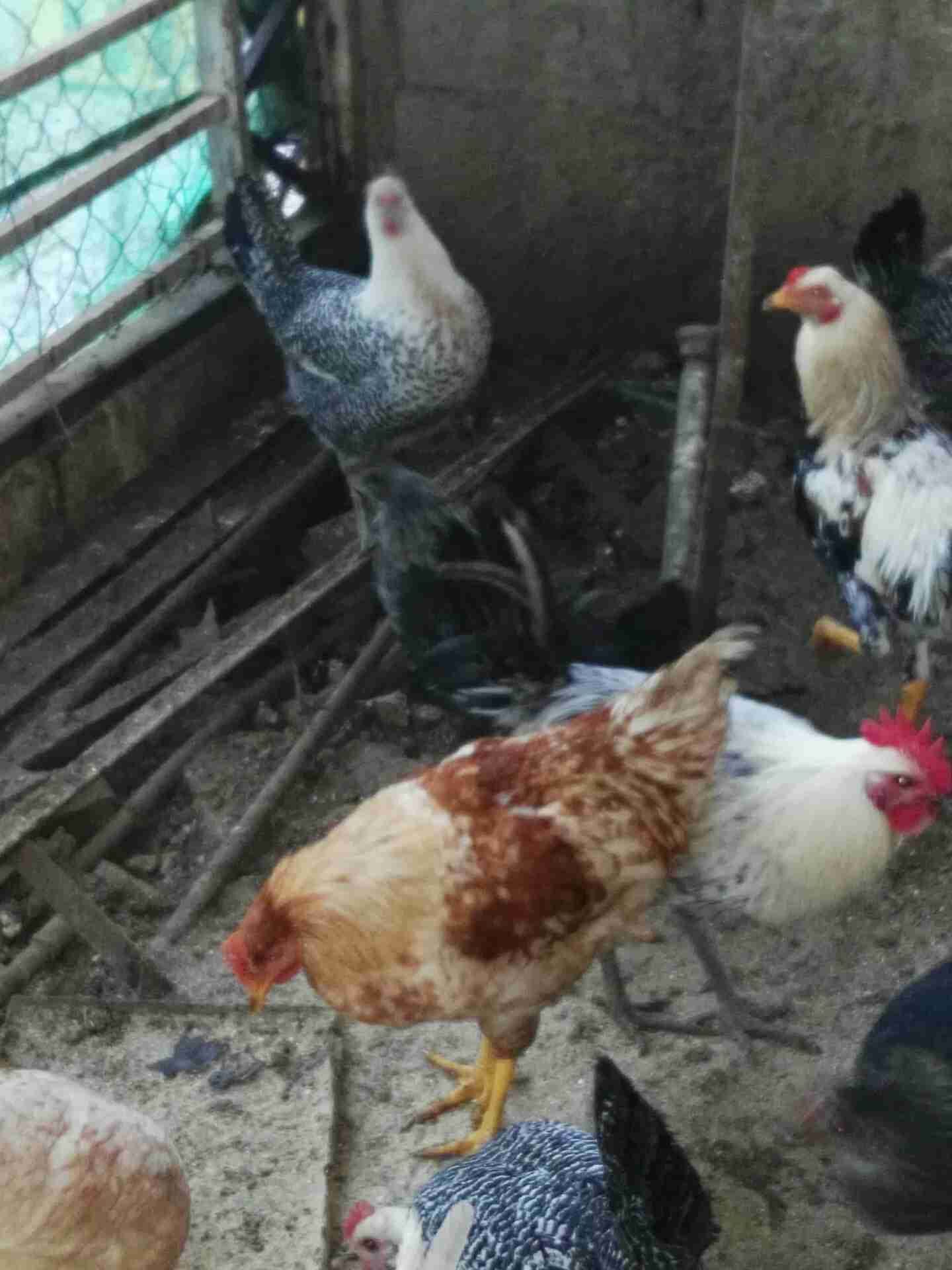 ديك فوجن براون
لا تنسَ أنك شاهدت هذا الإعلان في عنكبوت
ديك فوجن براون للبيع...