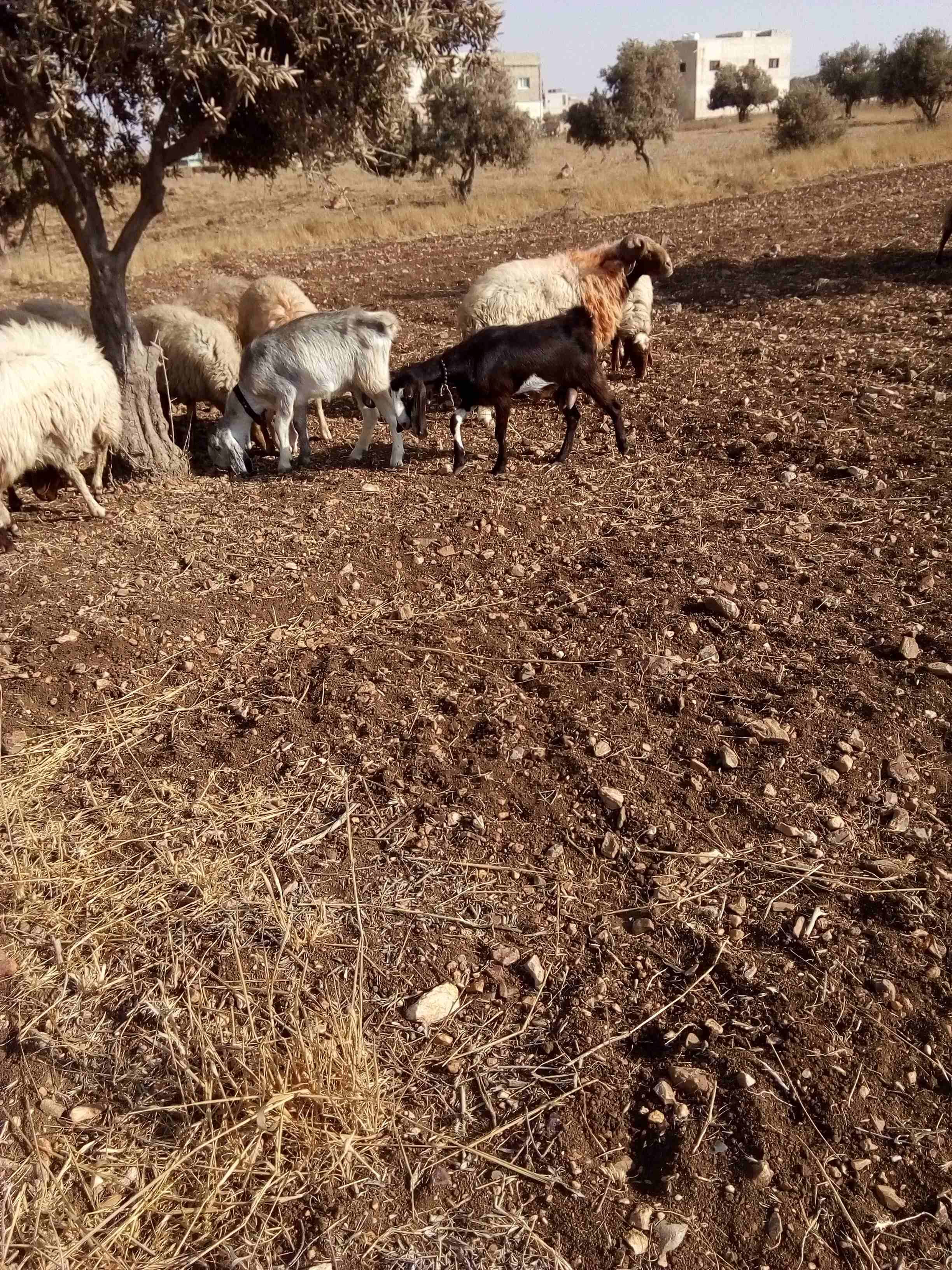 عنز كل جال حبه..العنز البيضا
لا تنسَ أنك شاهدت هذا الإعلان في عنكبوت
مقنوي عشار متخر...