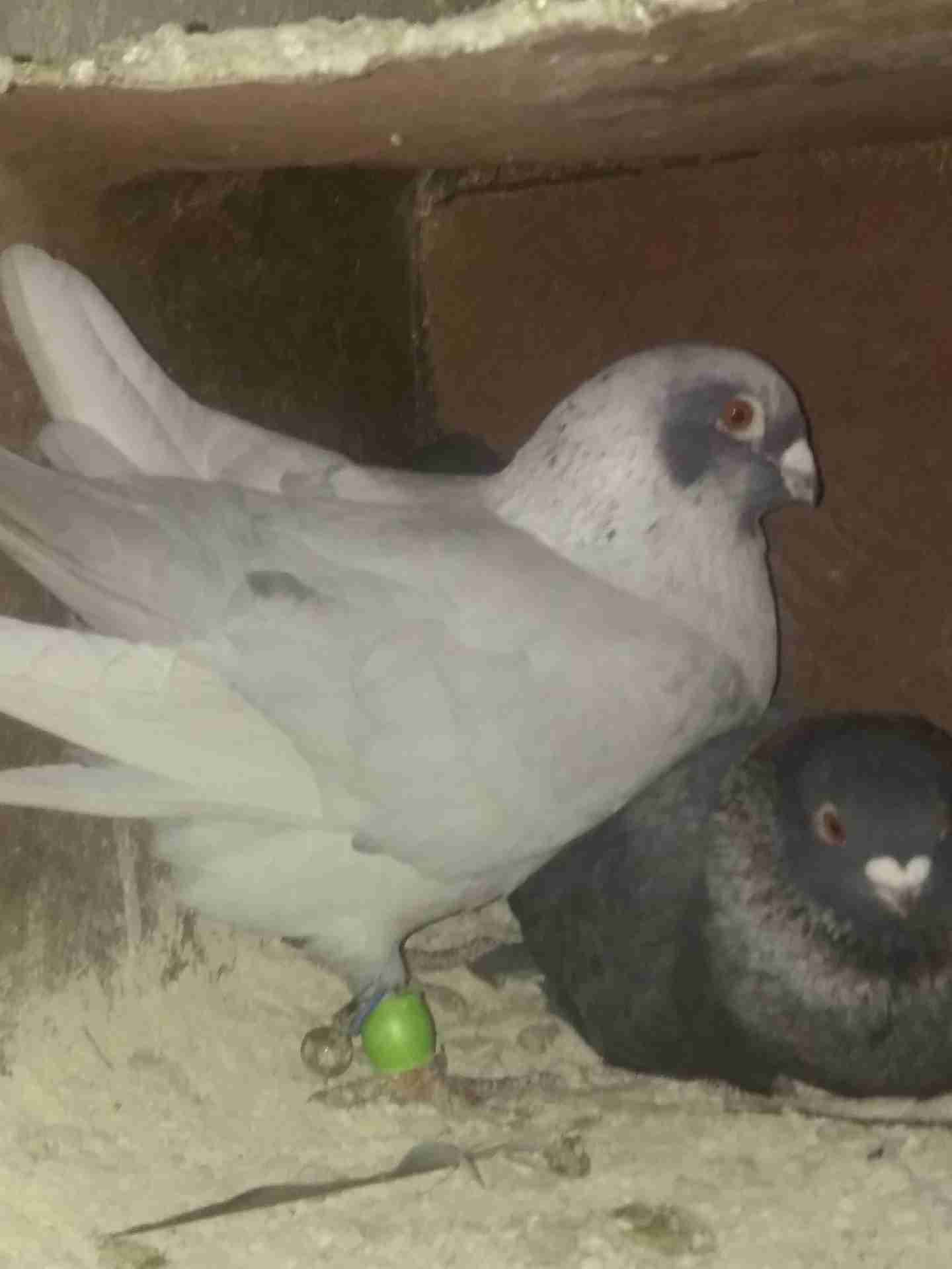 5 جواز شغالات و5 طواير للبيع 0795762012
لا تنسَ أنك شاهدت هذا الإعلان في عنكبوت
1. جوز يهوديا...