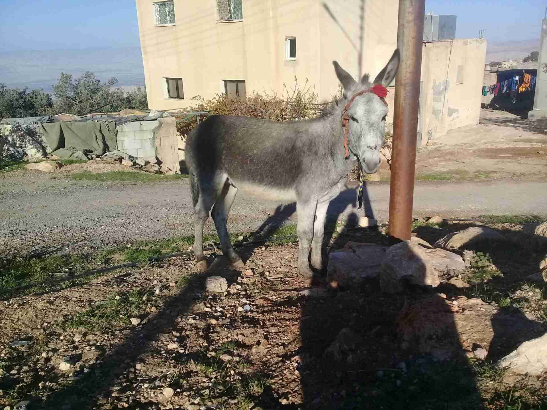 العدسيه
لا تنسَ أنك شاهدت هذا الإعلان في عنكبوت
جحش عمره سنه للبيع زائد احمار اسود...